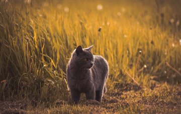 Cat in long grass
